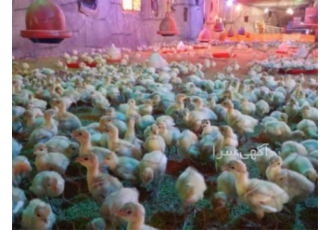 فروش جوجه بوقلمون ۳ ماهه طیور در تهران فروش ویژه جوجه بوقلمون