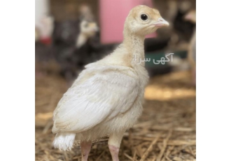 قیمت جوجه بوقلمون بیوتی یک روزه گوشتی در نور قیمت جوجه بوقلمون بیوتی یک