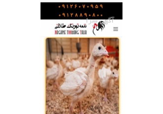 فروش جوجه بوقلمون بیوتی ۶ در تهران فروش جوجه بوقلمون بیوتی6 فروش جوجه