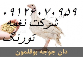 فروش دان مخصوص بوقلمون در تهران فروش دان مخصوص بوقلمون فروش دان مخصوص