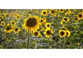 خرید عمده روغن آفتابگردان سویا کلزا در اراک برای خرید عمده روغن