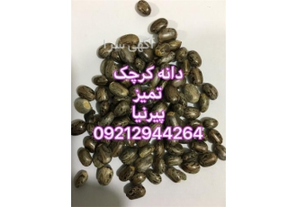 دانه کرچک تمیز و روغن کرچک