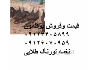فروش جوجه بوقلمون بیوتی یک روزه طیور در ارومیه فروش جوجه بوقلمون