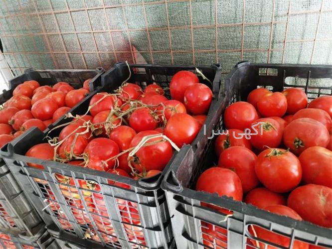 آگهی های محصولات زراعی و باغی - کرمان