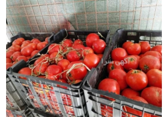 خرید و فروش عمده گوجه فرنگی آبدار در کرمان بازرگانی کلات گروه کشاورزی