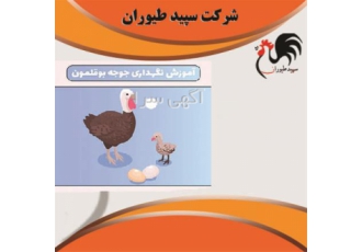 جوجه بوقلمون، فروش جوجه بوقلمون در تمامی استان ها