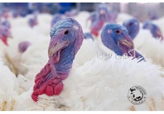 خرید و فروش جوجه بوقلمون ۱ماهه و ۱روزه طیور در تهران خرید وفروش