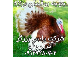بوقلمون بورن بورن قرمز رنگ جوجه بوقلمون بورن بورن در ارومیه فروش جوجه