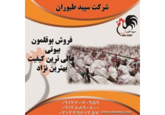 بوقلمون تخم گذار عمده