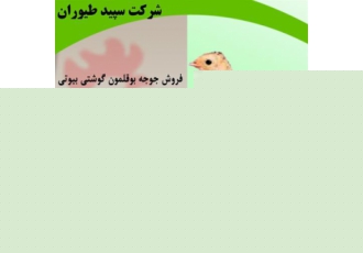 بوقلمون تخم گذار ، پرورش بوقلمون تخم گذار- طیور