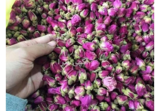 قیمت غنچه گل محمدی در کاشان غنچه گل محمدی کاشان از برترین غنچه معطر