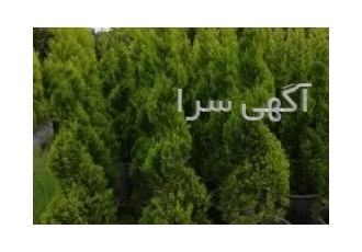 گل و گیاه کلبه سبز