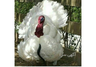 بوقلمون بیوتی گوشتی و برنز آمریکایی