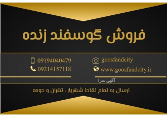 فروش گوسفند زنده فروش گوسفند زنده گوسفنده زنده خرید گوسفند زنده بره