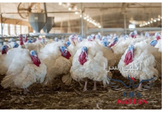 فروش بوقلمون گوشتی طیور