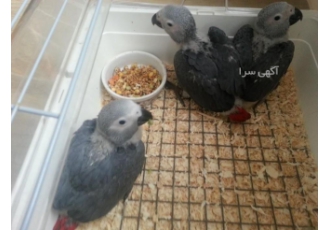 تخم نطفه دار طوطی کاسکو . طاوس . عروس هلندی . کاکادو