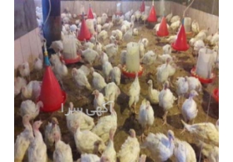 فروش جوجه یک روزه بوقلمون طیور در تهران فروش جوجه یک روزه بوقلمون