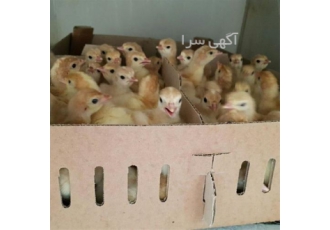 پرورش و پیش فروش بوقلمون - طیور