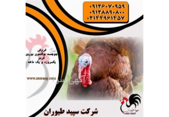 فروش جوجه بوقلمون بوربون،فروش بوقلمون بیوتی-طیور