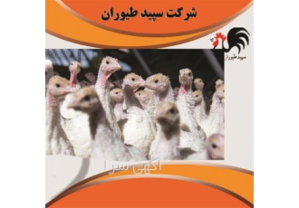 قیمت جوجه بوقلمون بیوتی با قیمت مناسب و استثنائی