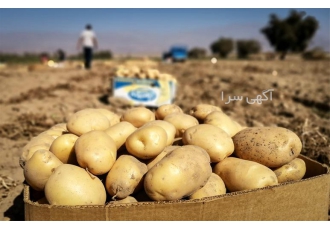 خرید عمده سیب زمینی