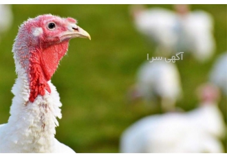 فروش جوجه بوقلمون صنعتی نیکولاس هیبرید در تهران فروش جوجه بوقلمون