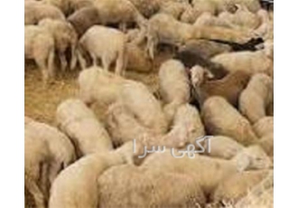 فروش مکمل غذایی گله دامی مکمل WELMIN در تبریز در کنار غذای گوسفند مکمل