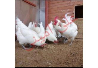 مرغ برسه نژاد برسه بومی کشور فرانسه و پرنده ملی کشور فرانسه است گوشت