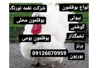 بهترین قیمت بوقلمون بیوتی