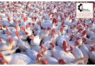 فروش نیمچه بوقلمون گوشتی ( بیوتی ۶) آماده پروار در تهران فروش نیمچه