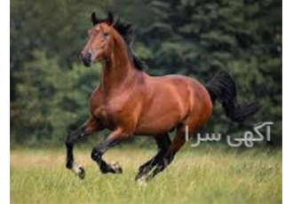 فروش مکمل هیرویاس اسب در تهران مزایای مکمل اسب هیرویاس هیرویاس سلامت
