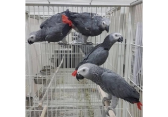 فروش تخم نطفه دار طوطی کاسکو دم قرمز