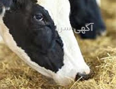 آگهی های دامداری - زاهدان