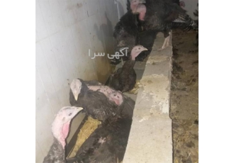 جوجه بوقلمون و تخم نطفه دار برنز آمریکایی
