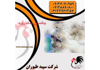 فروش بوقلمون یک روزه و فروش بوقلمون یک ماهه طیور در تهران فروش