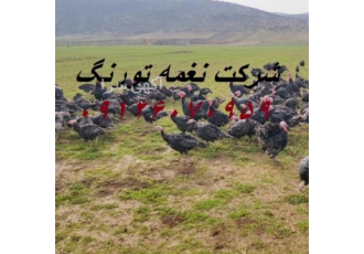 فروش بوقلمون برنز انگلیسی و آمریکایی طیور در اصفهان فروش جوجه بوقلمون