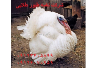 قیمت جوجه بوقلمون سفید گوشتی ، طیور