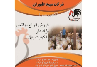 فروش ویژه بوقلمون قیمت بوقلمون یک روزه طیور در تهران فروش ویژه