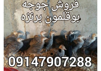 فروش بوقلمون برنز انگلیسی و بوقلمون برنز آمریکایی در ارومیه فروش