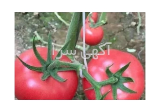 قلاب نگهدارنده خوشه مدل عصایی در تهران قلاب عصایی خوشه از شکستن دسته