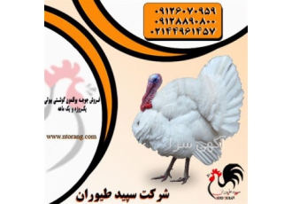 قیمت بوقلمون ۴ ماهه فروش بوقلمون گوشتی طیور در تهران قیمت بوقلمون 4