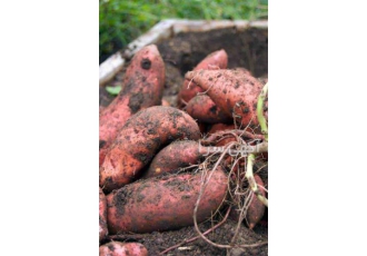 نهال سیب زمینی شیرین ، sweet potato