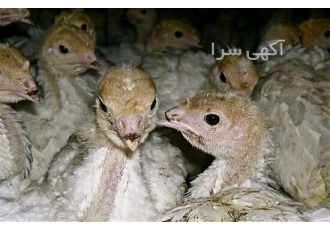 فروش بوقلمون بیوتی نوک چین شده درجه یک در نور فروش بوقلمون بیوتی نوک