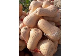 فروش کدو حلوایی صادراتی - کدو مربایی - کدو ساکاتا