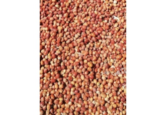 مغز هسته آلبالو در تهران ✅ مغز دانه آلبالو ✅فروش ویژه مغز دانه البالو ✅