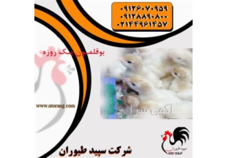 فروش جوجه بوقلمون یک روزه -فروش جوجه بوقلمون -طیور