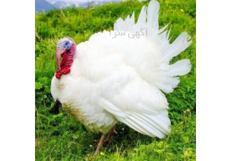 فروش بوقلمون بوربون قرمز و بیوتی گوشتی