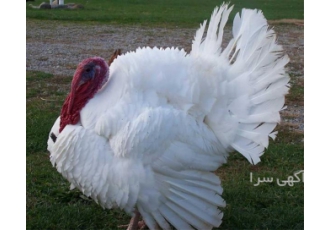 فروش جوجه و تخم نطفه دار بوقلمون گوشتی