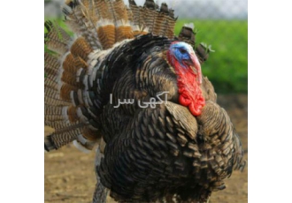 فروش جوجه بوقلمون برنز امریکایی و انگلیسی ، طیور