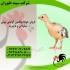 قیمت جوجه بوقلمون یک ماهه ؛ طیور در تهران قیمت جوجه بوقلمون یک ماهه